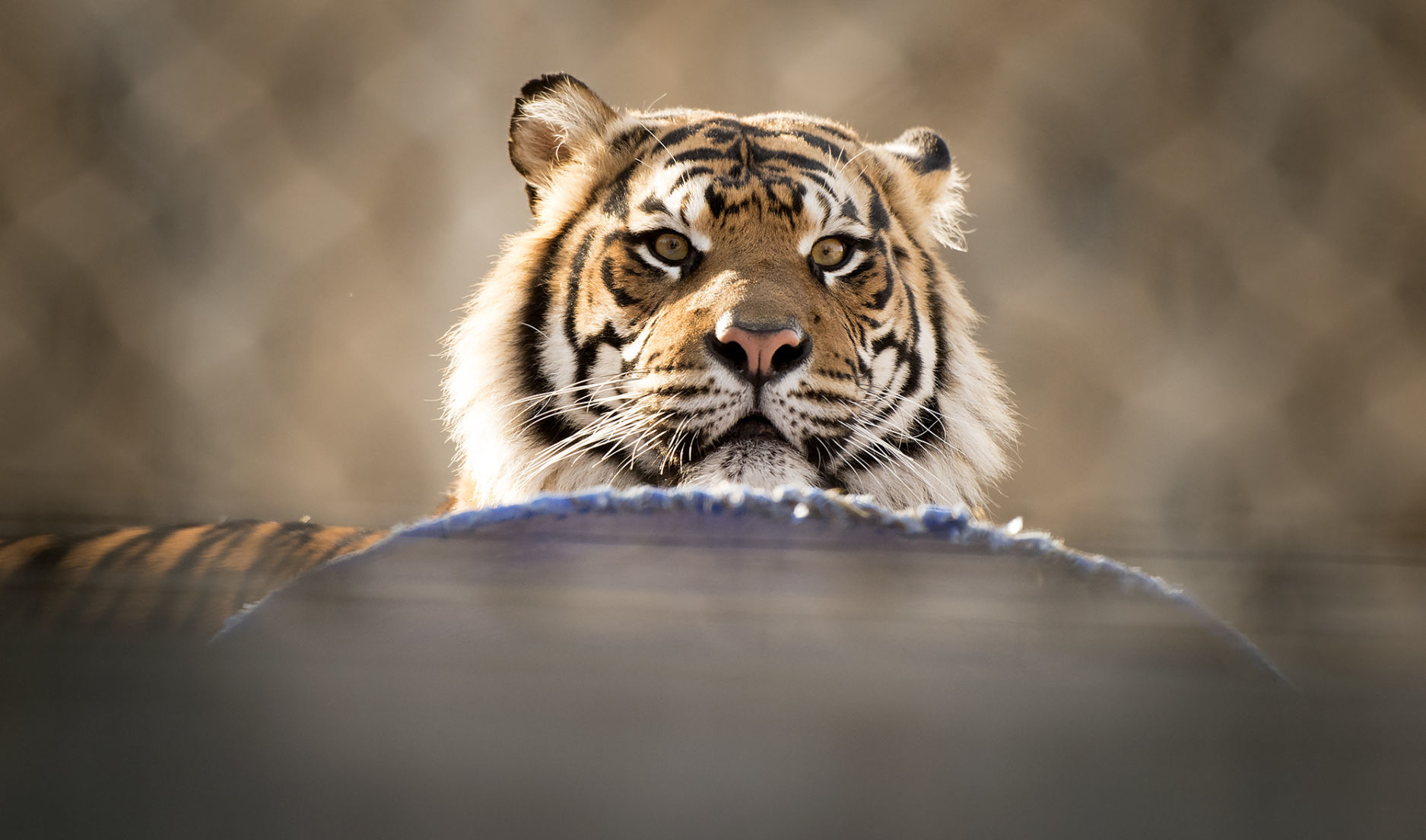 Tiger enrichment